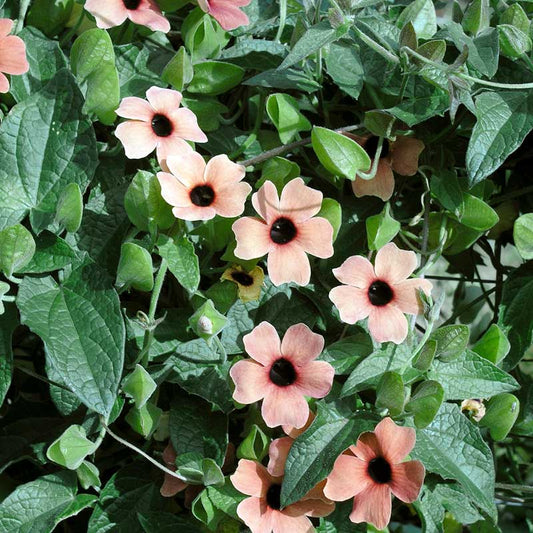 black eyed susan blushing susie | copyright: Floramedia UK Ltd
