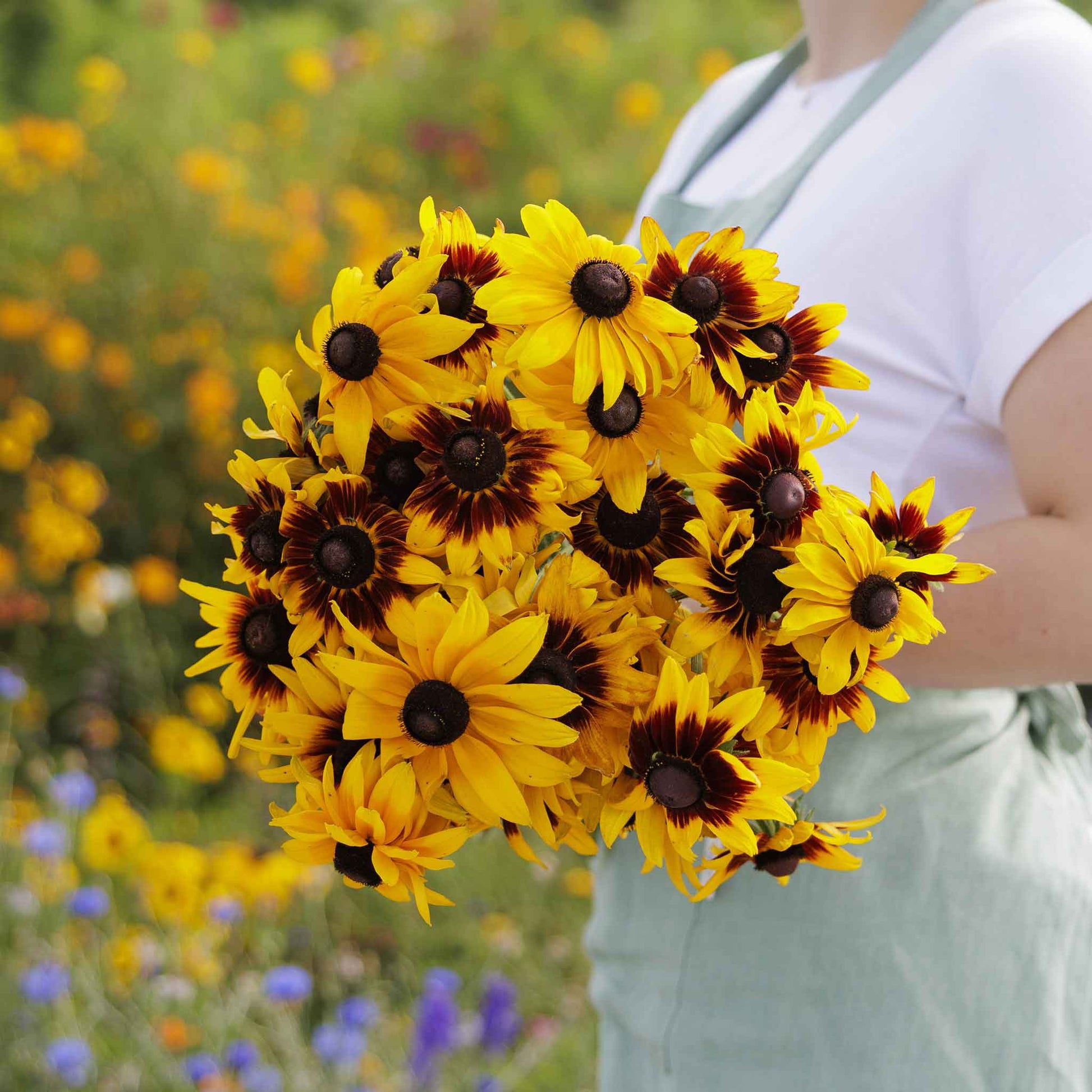 planting gloriosa daisy seeds Bulk Black Eyed Susan Seeds
