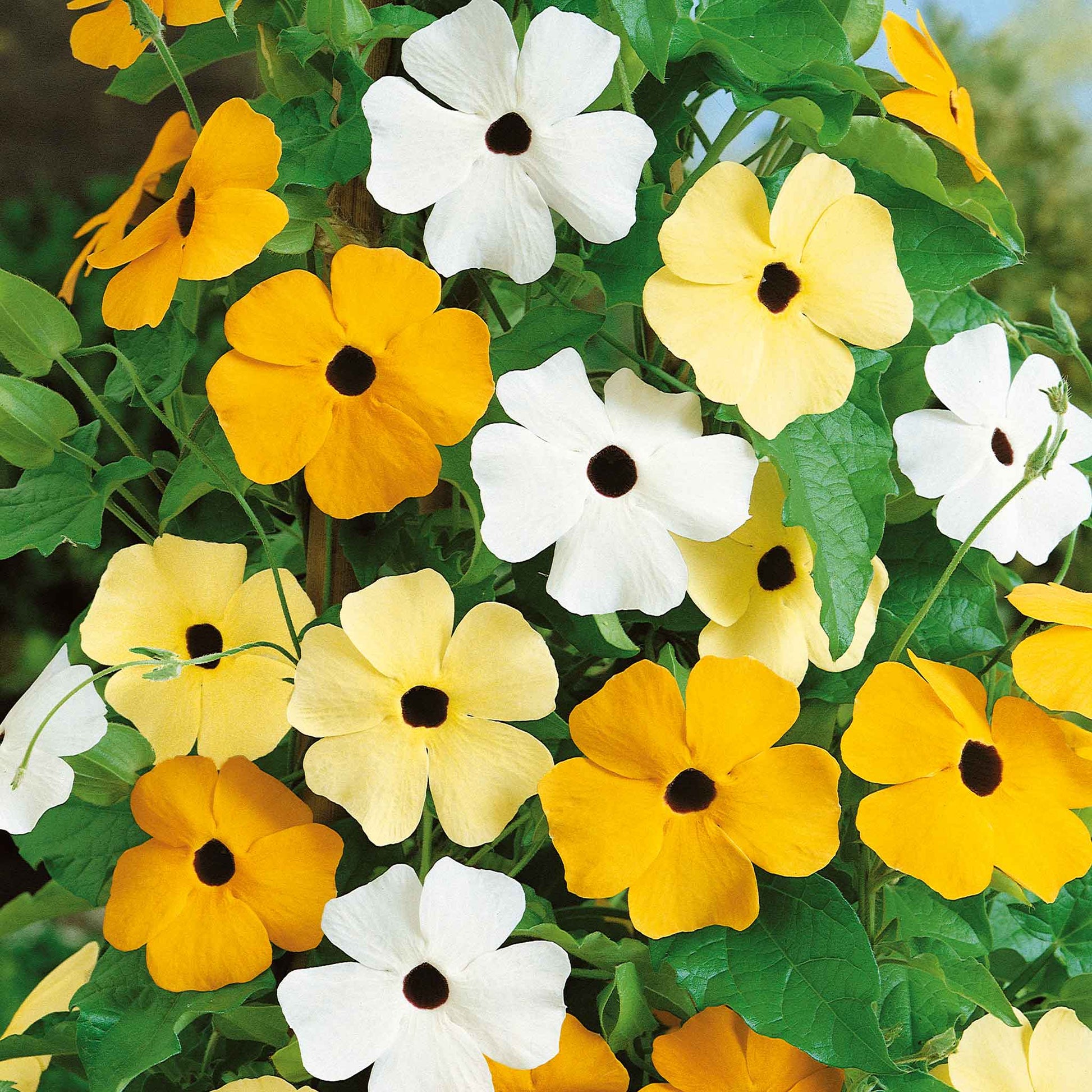 black flower seed mix Bulk Black Eyed Susan Seeds - Vine Mix