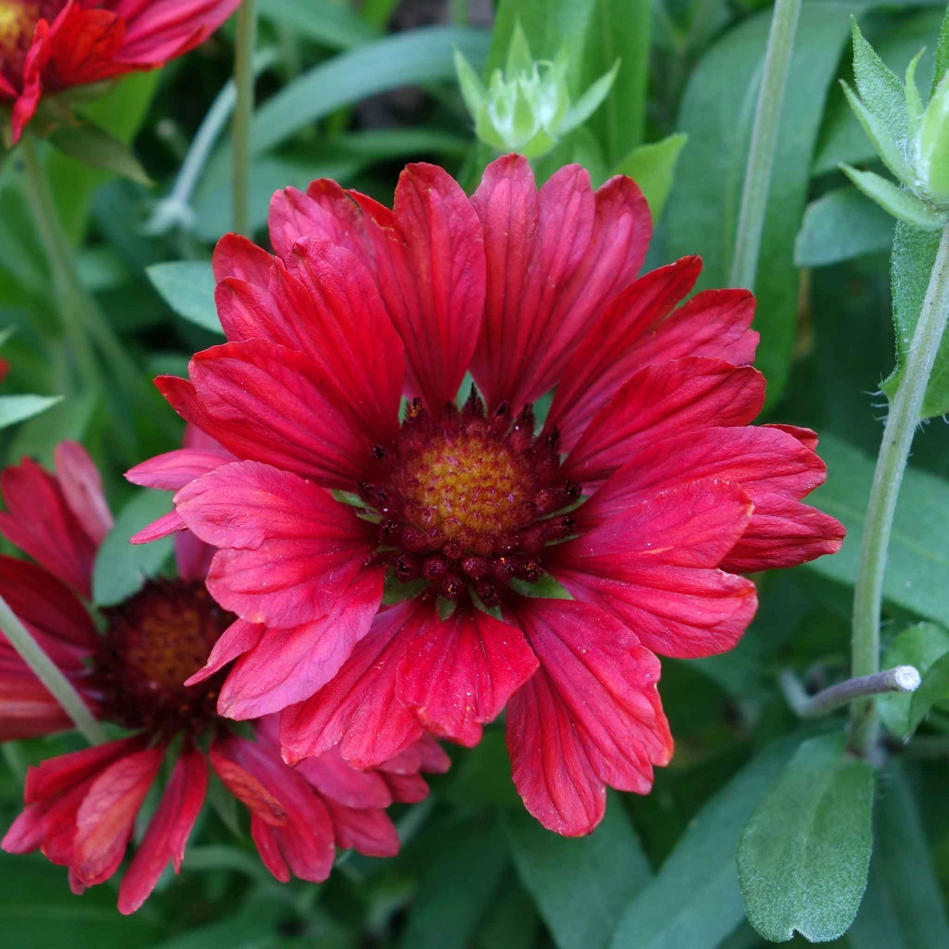 where to buy flower seeds in bulk Bulk Blanket Flower Seeds - Burgundy