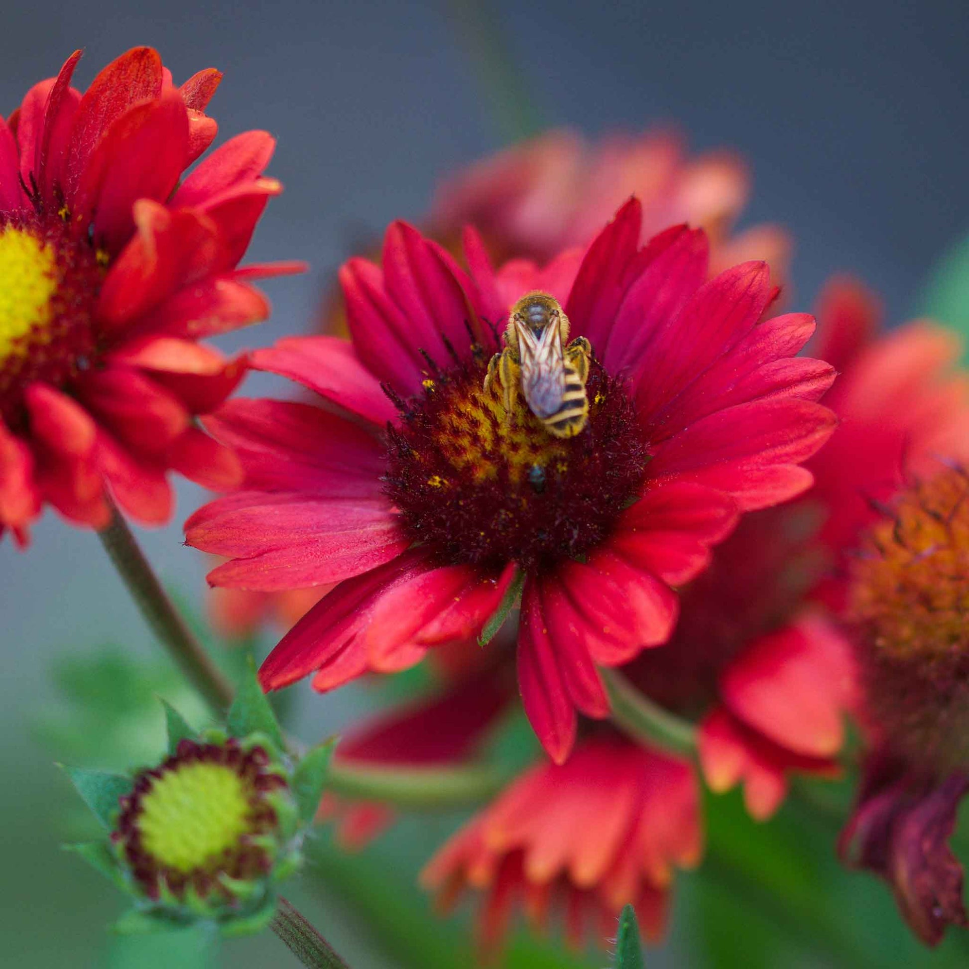 flower seed blankets Bulk Blanket Flower Seeds - Burgundy