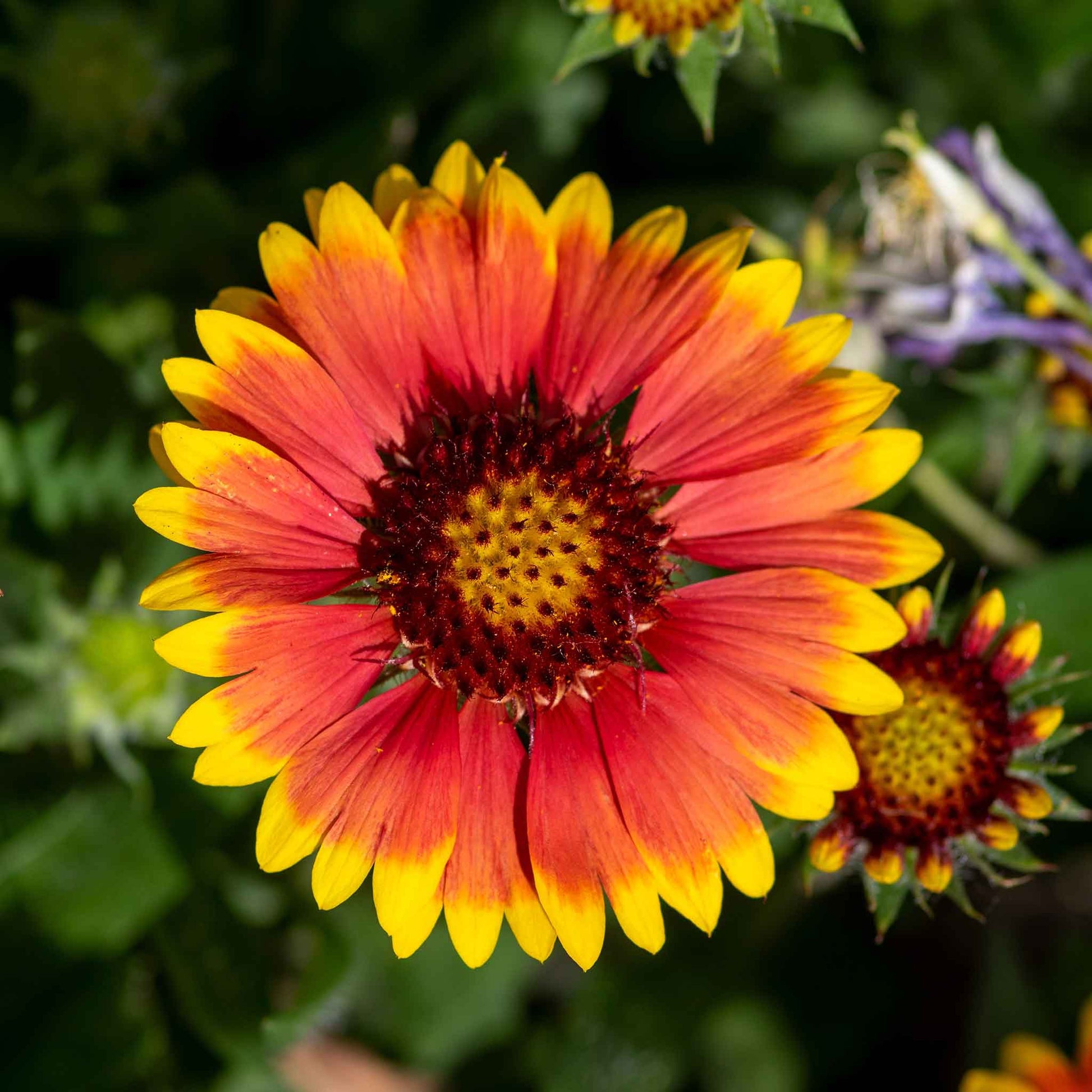 bulk flower seed Bulk Blanket Flower Seeds