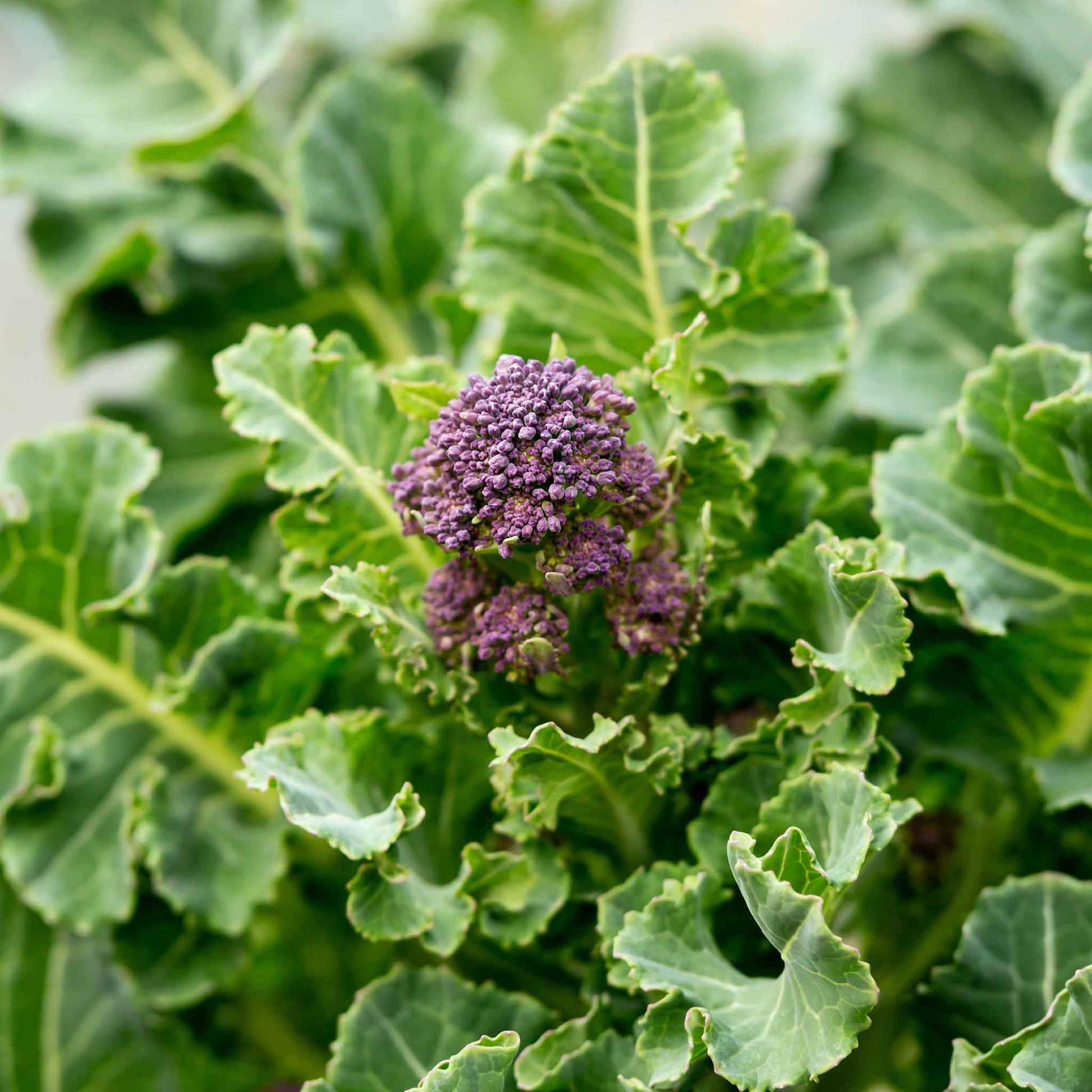 broccoli seeds to plant Bulk Broccoli Seeds - Purple Sprouting