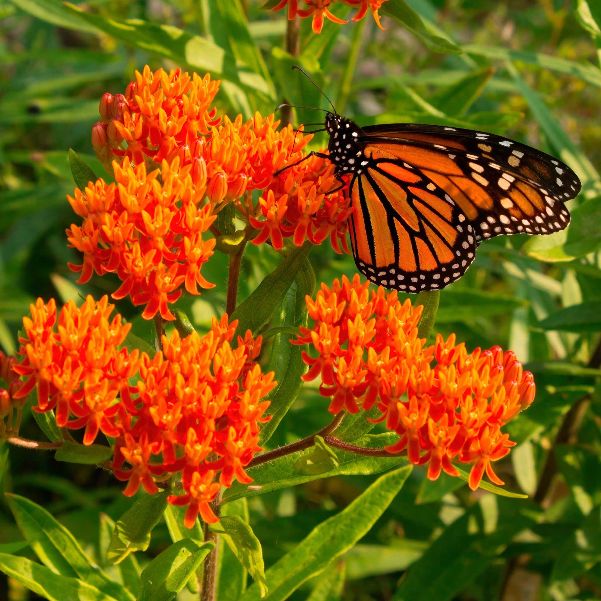 butterfly garden seed Bulk Butterfly Milkweed Seeds