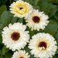 calendula ivory princess