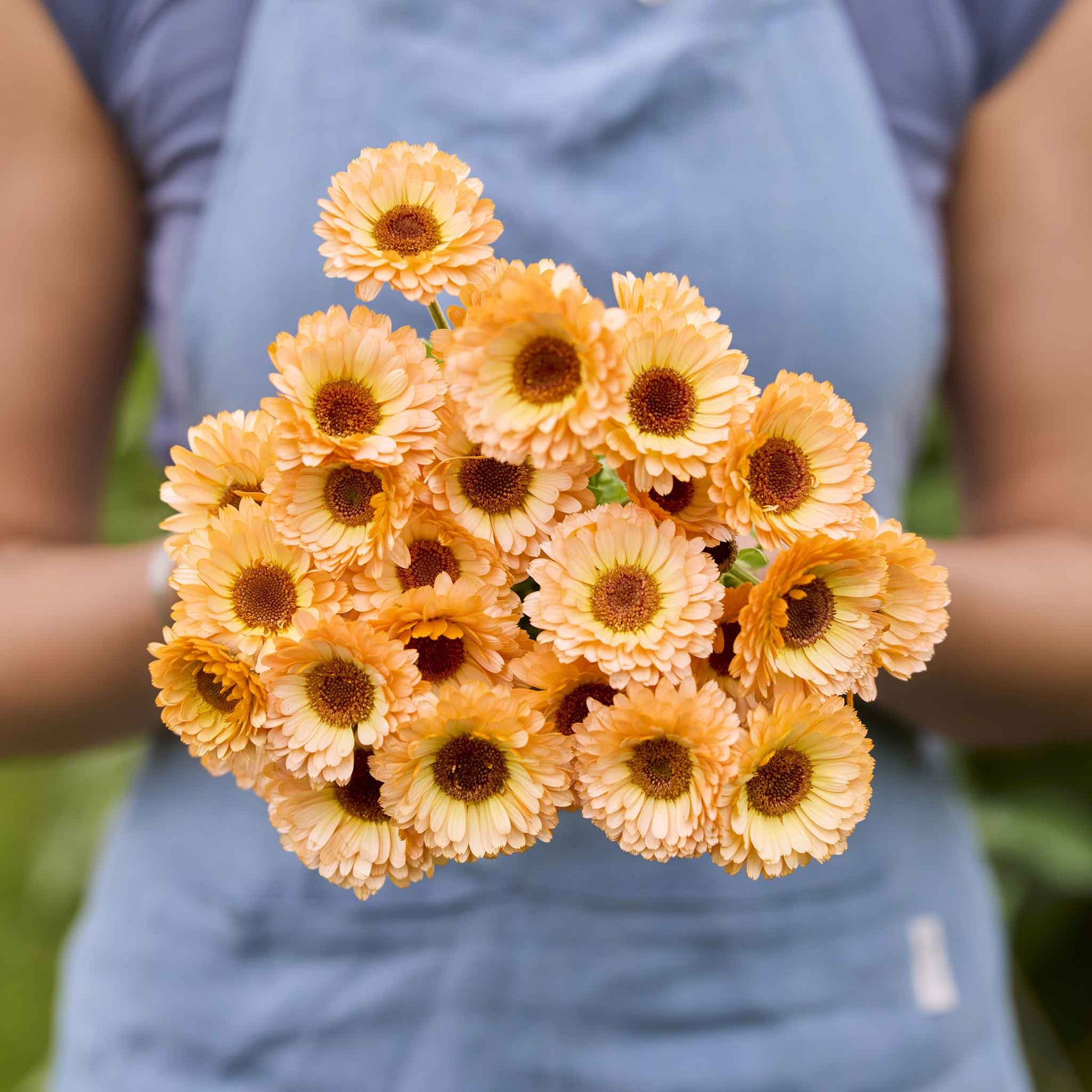 calendula pot marigold seeds Bulk Calendula Seeds - Pink Surprise