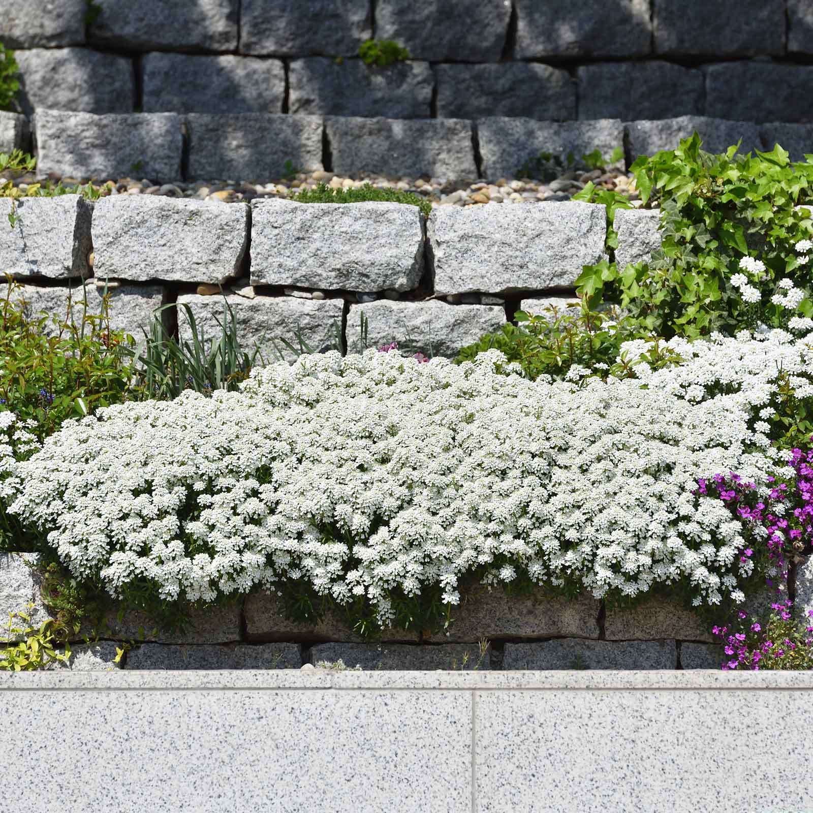 candytuft snow flurries