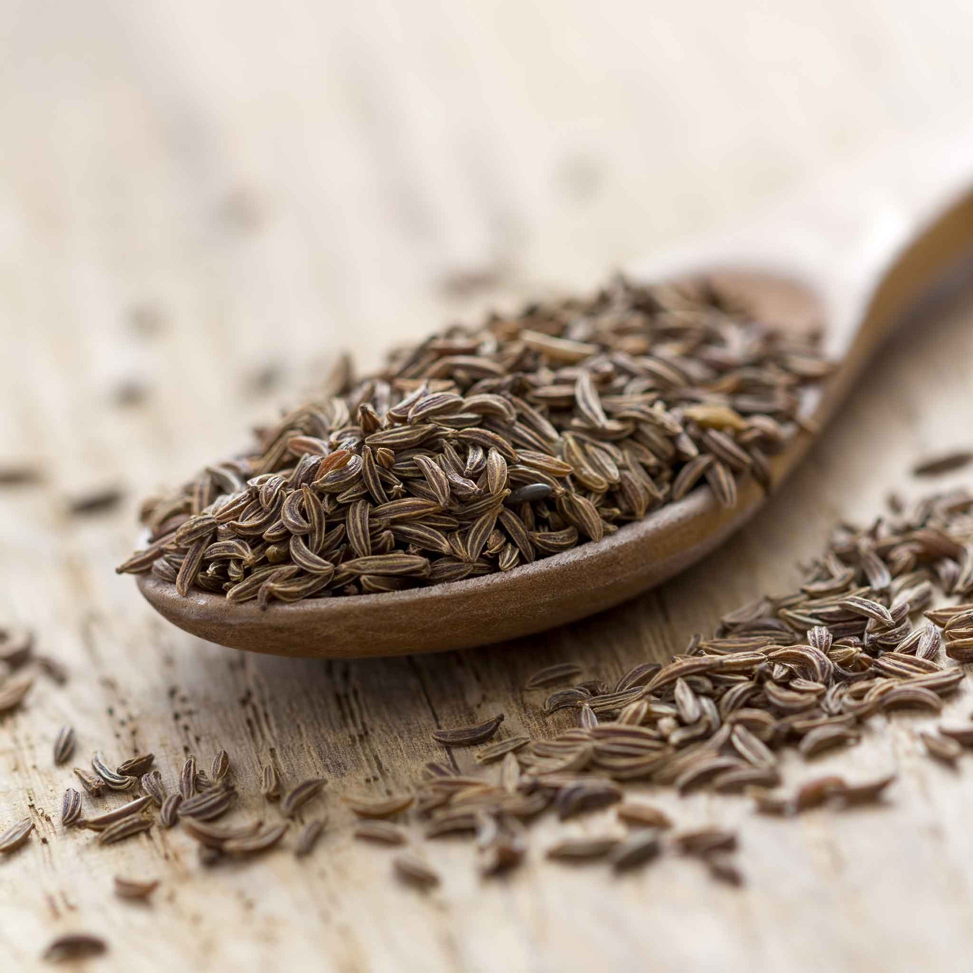 caraway seeds to plant Bulk Caraway Seeds