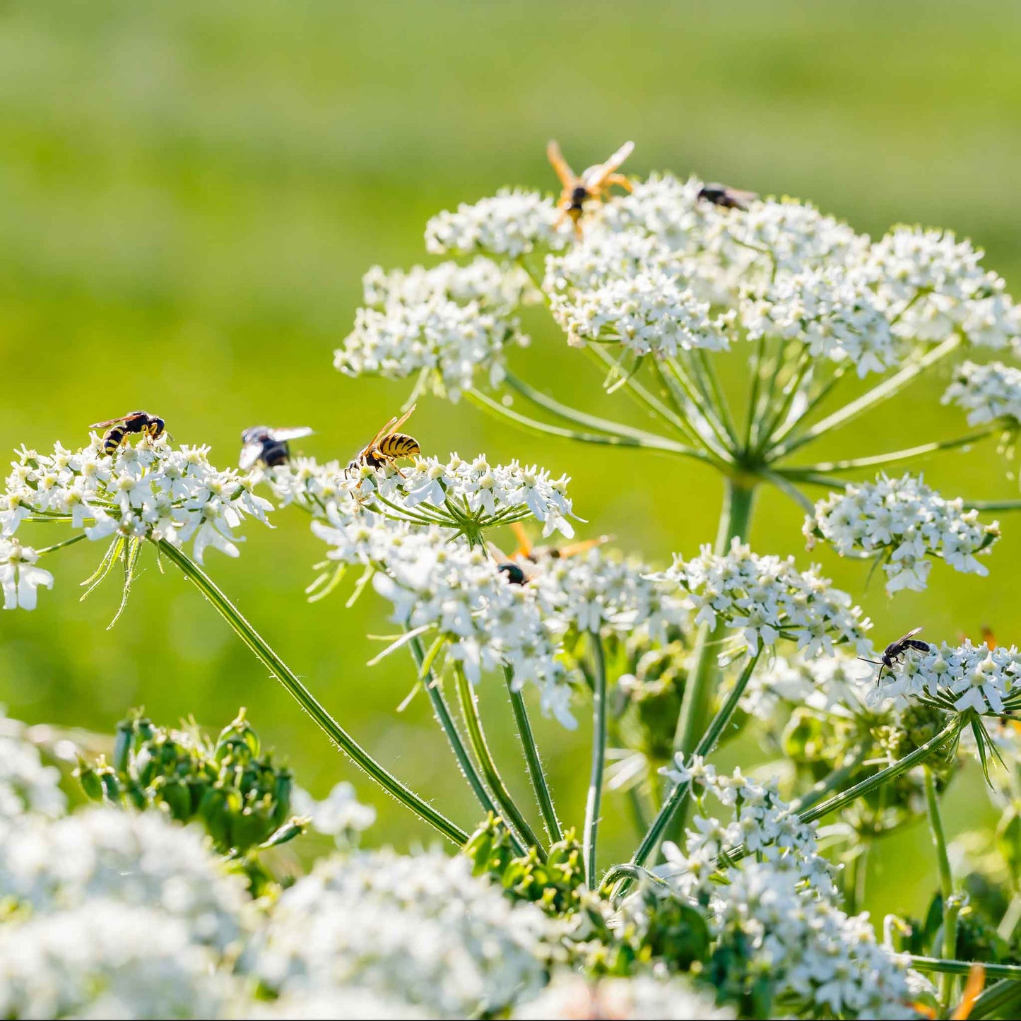 plant caraway seeds Bulk Caraway Seeds