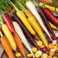 A variety of colorful rainbow blend carrots—orange, yellow, and purple—are displayed together in a bunch.