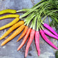 A close-up of a vibrant mix of purple, yellow, and orange 'Rainbow Blend' carrots with green tops.