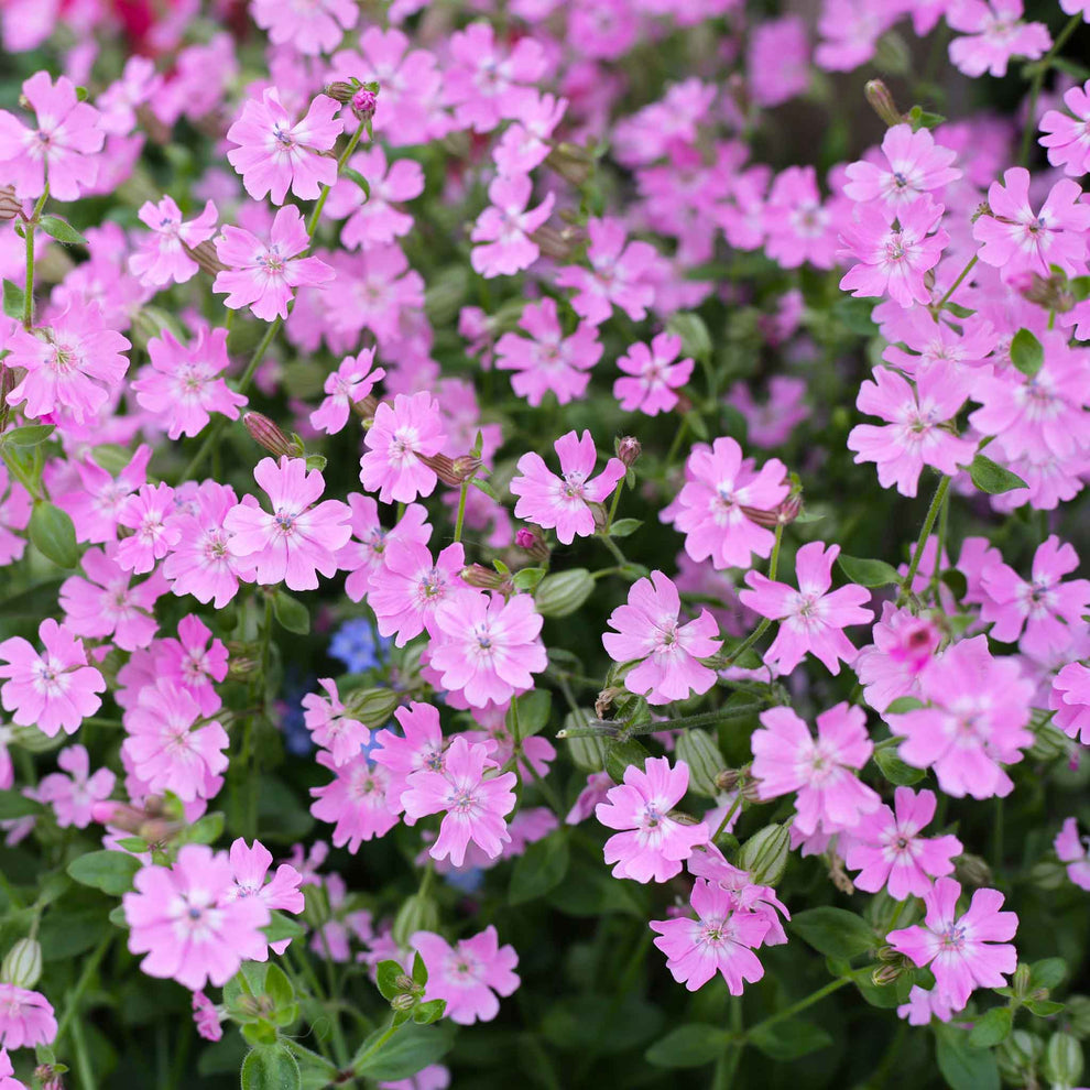 Bulk Nodding Catchfly Seeds | Bulk Seed Store