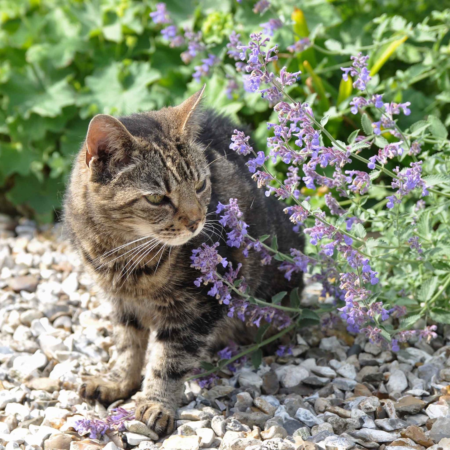 catmint plant seeds Bulk Catmint Seeds