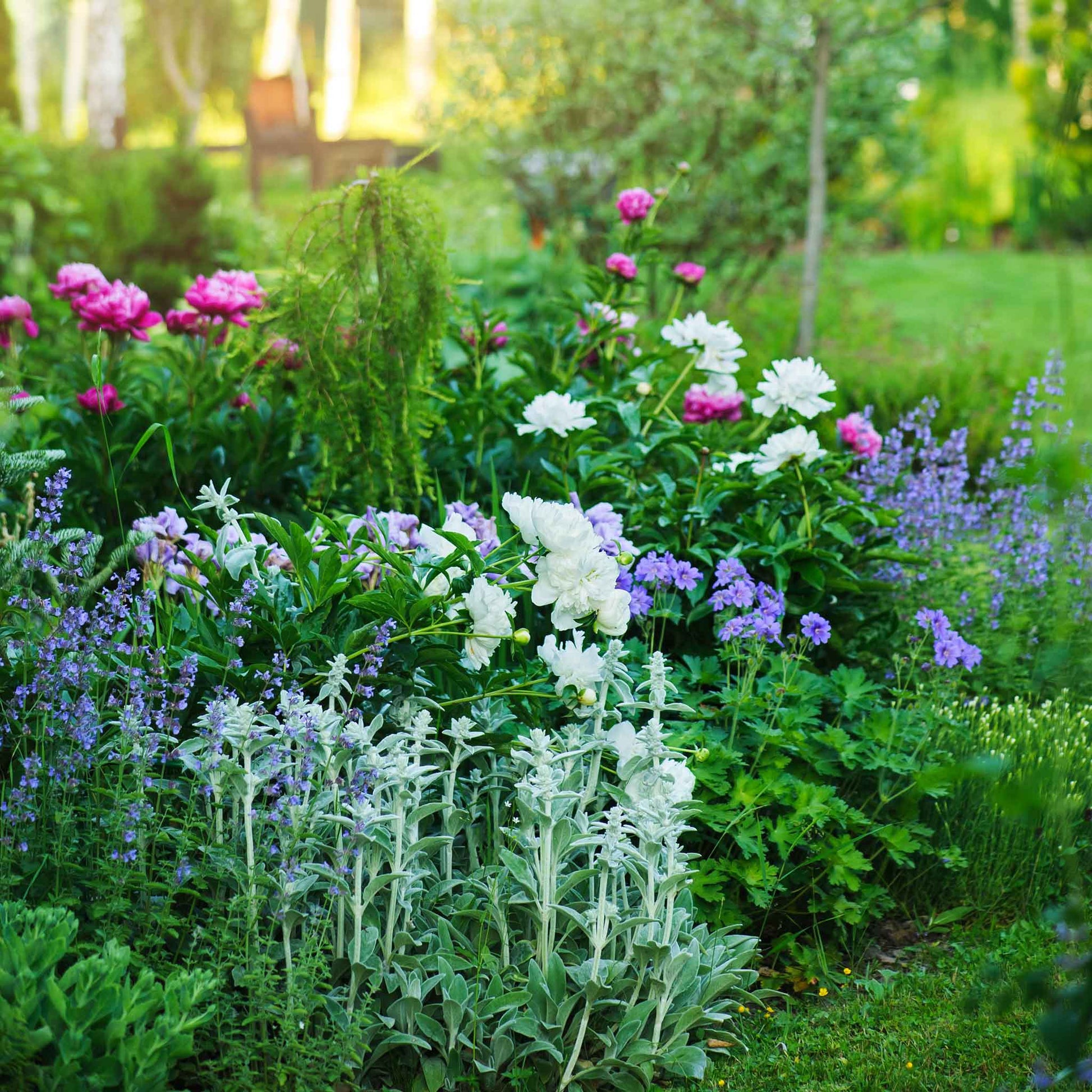 catmint plant seeds Bulk Catmint Seeds