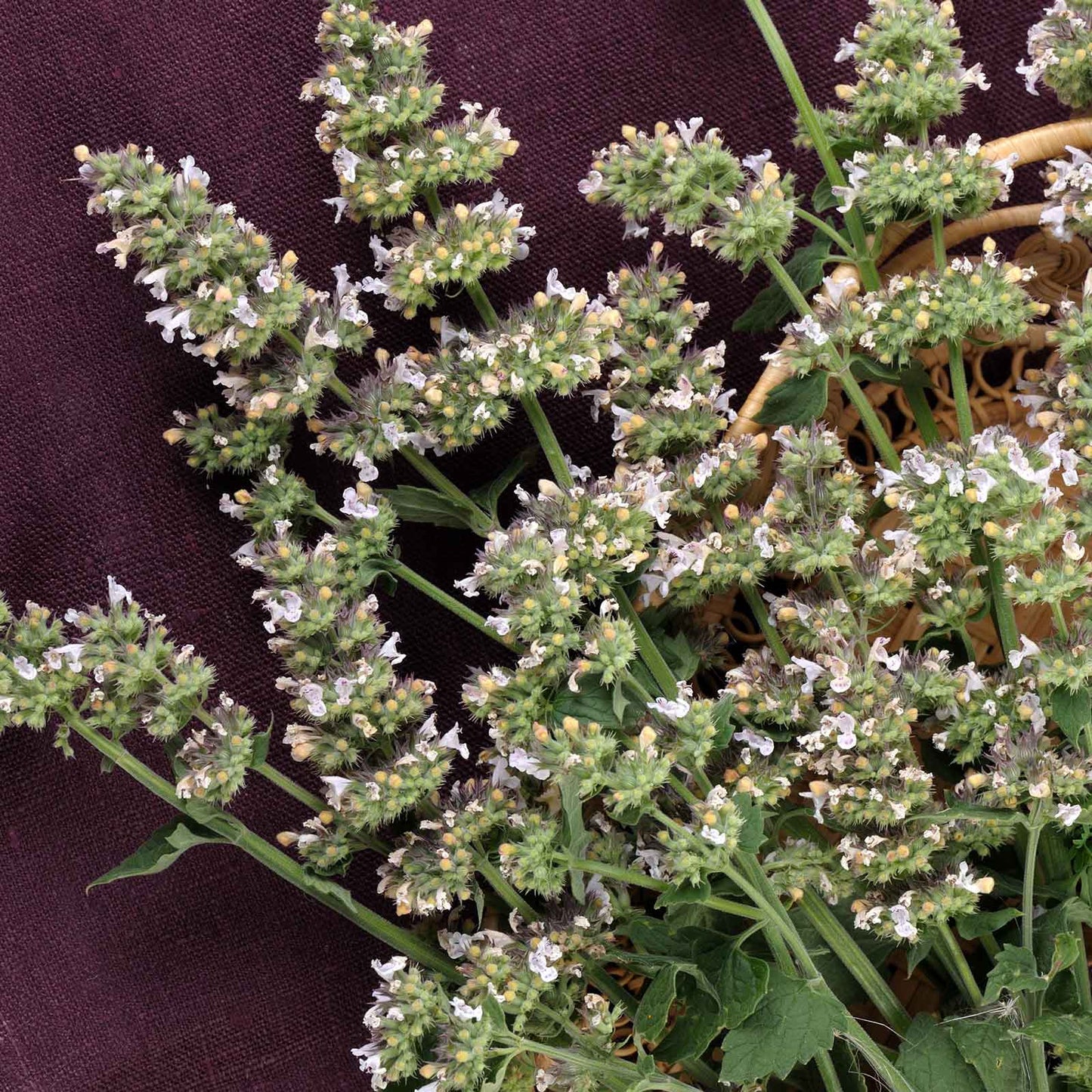 catnip plant seeds Bulk Catnip Seeds
