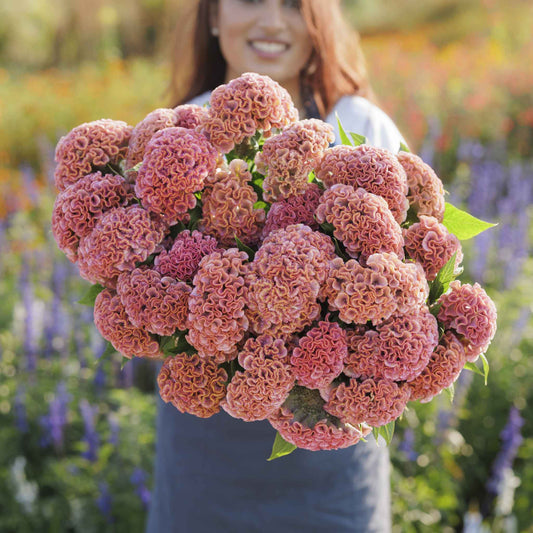 celosia act pink