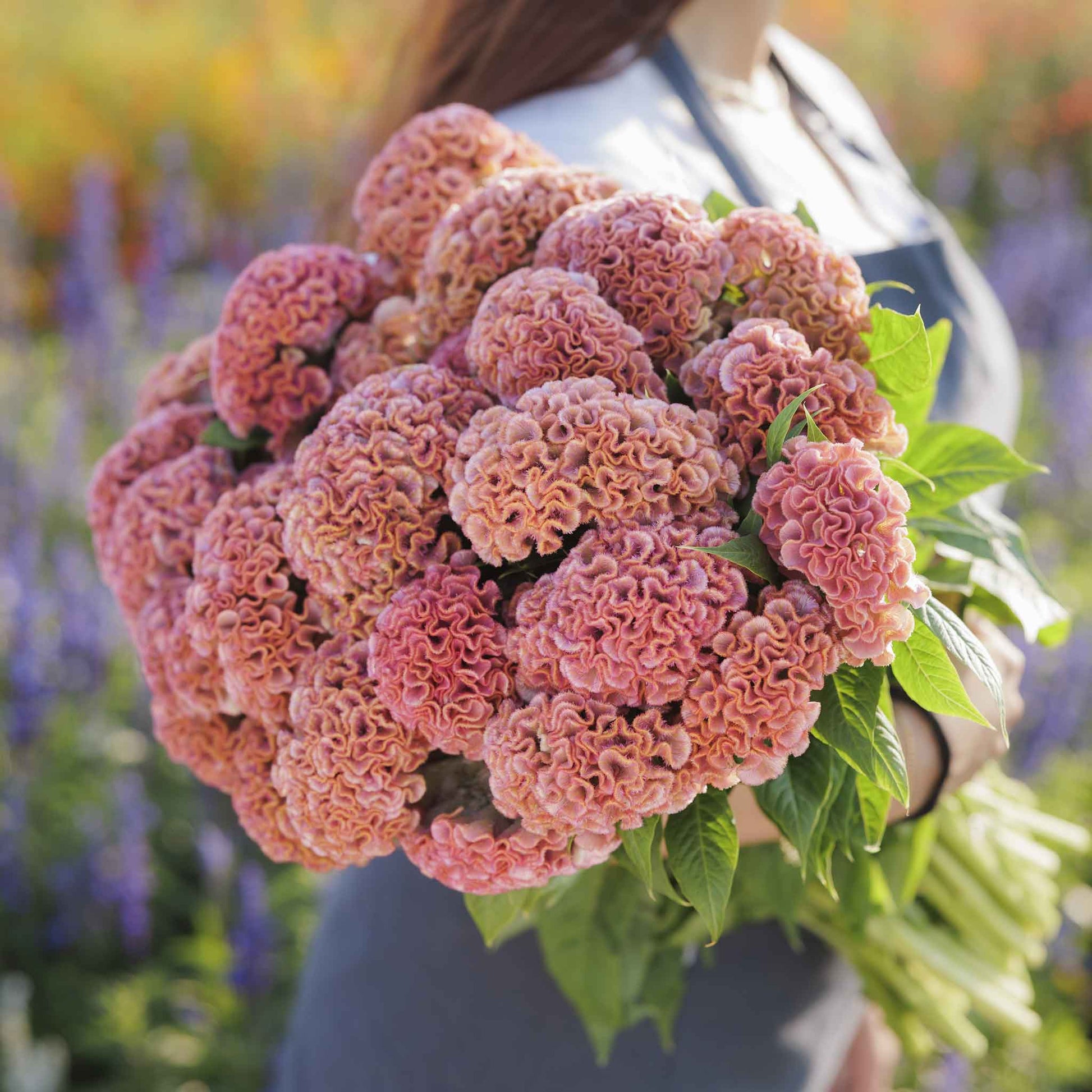 celosia seed planting depth Bulk Celosia Seeds