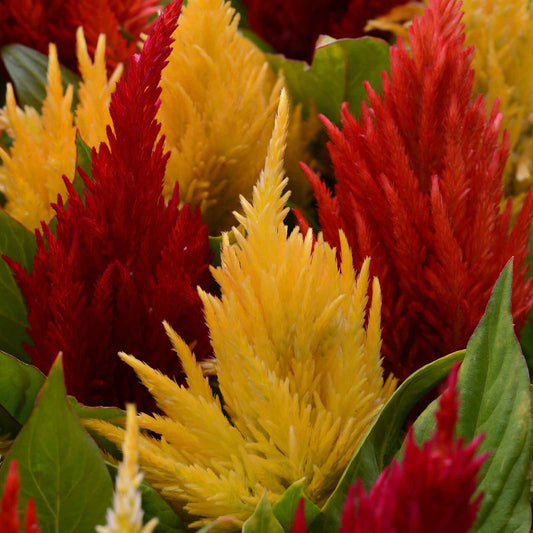 celosia first flame mix