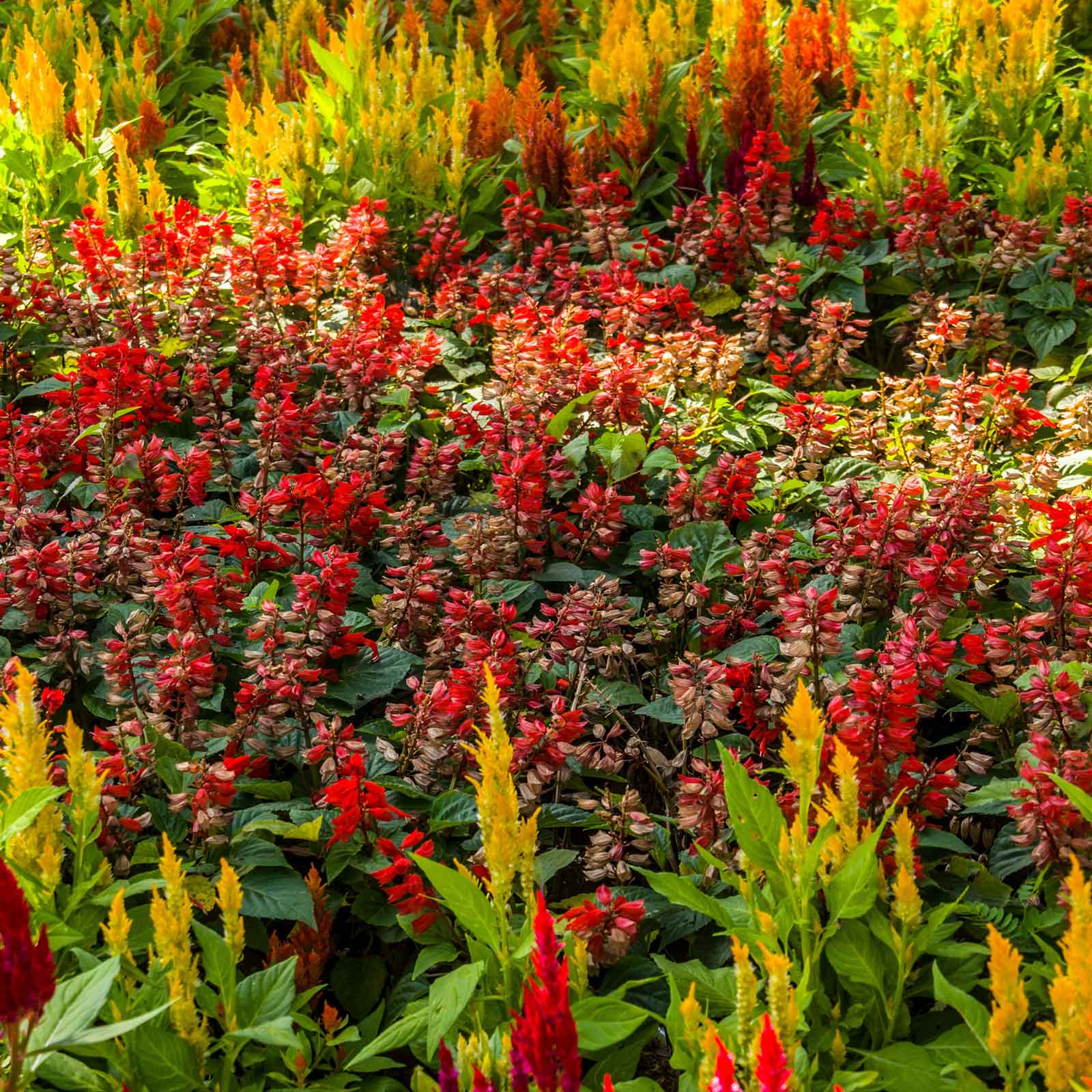 celosia flower seeds Bulk Celosia Seeds