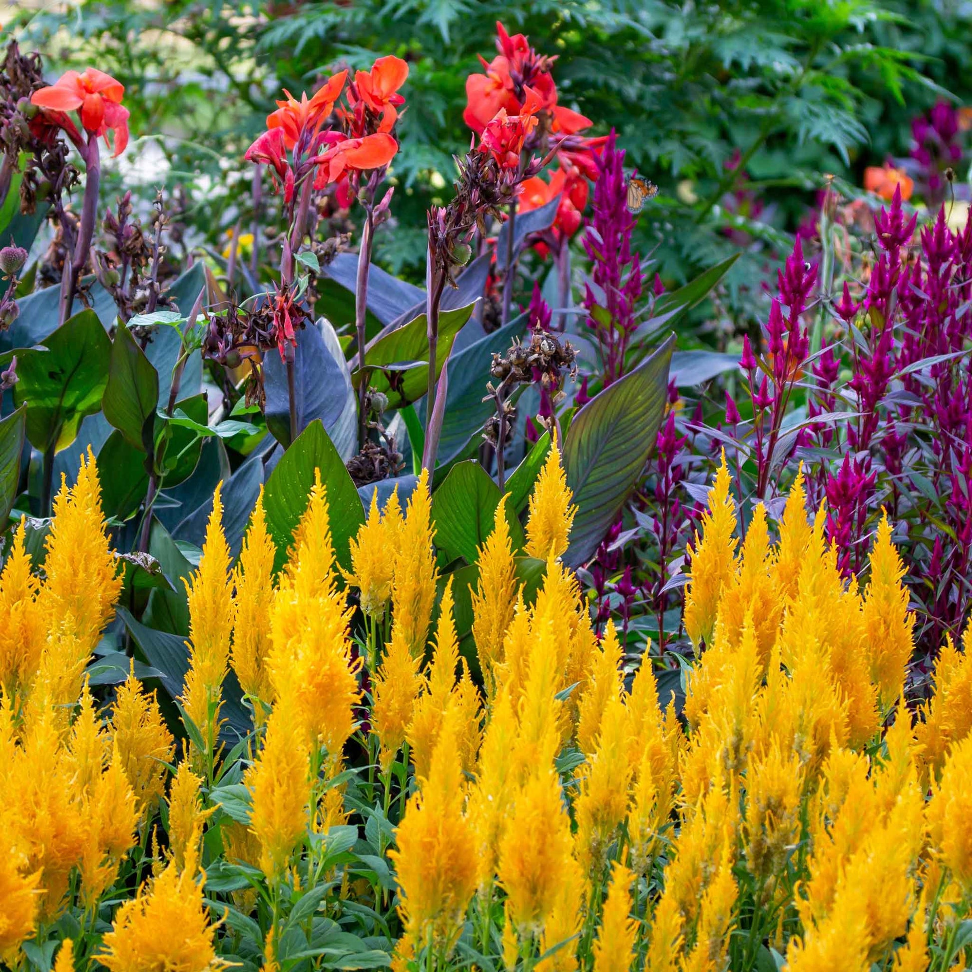 celosia seed planting depth Bulk Celosia Seeds