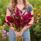 Person holding a bouquet of celosia rooster purple flowers in a garden setting