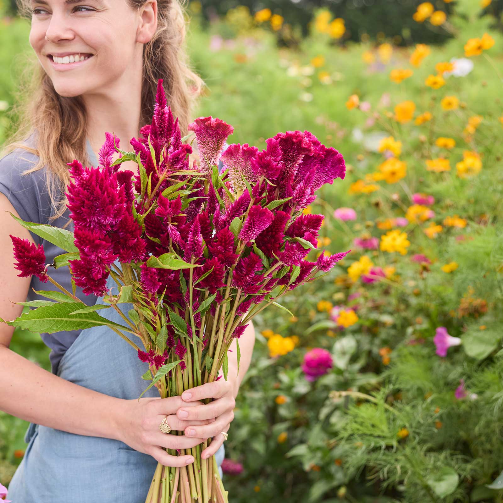 celosia seed planting Bulk Celosia Seeds