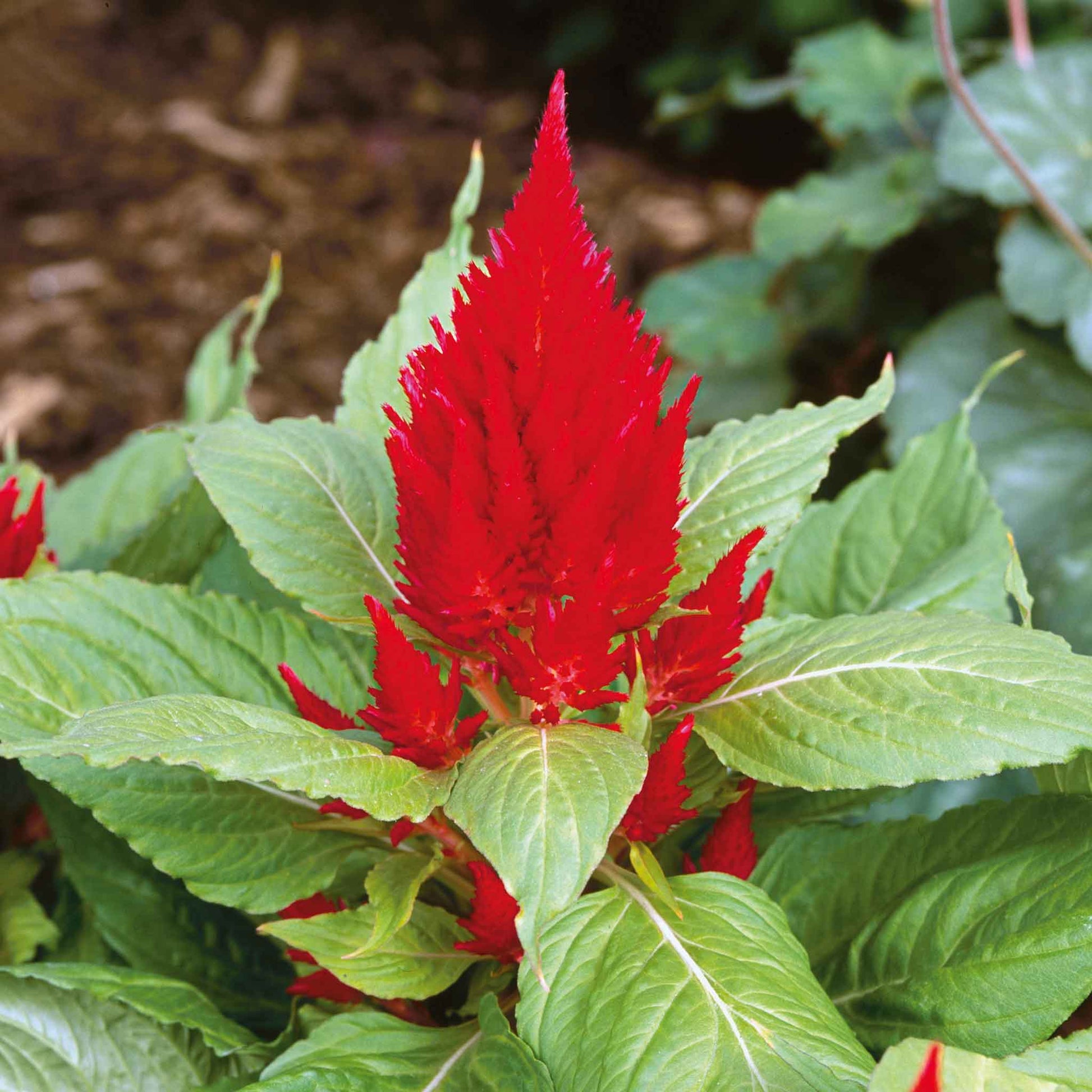 celosia plant seeds Bulk Celosia Seeds - Scarlet Plume