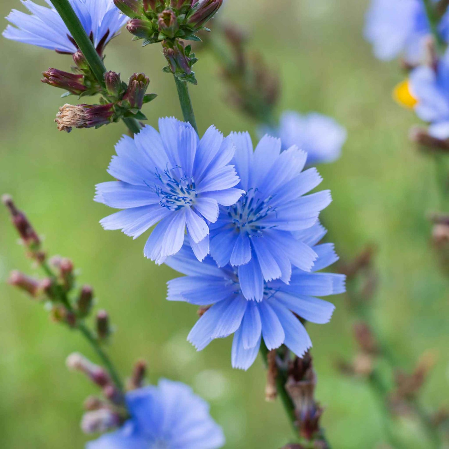 chicory seeds for planting Bulk Chicory Seeds