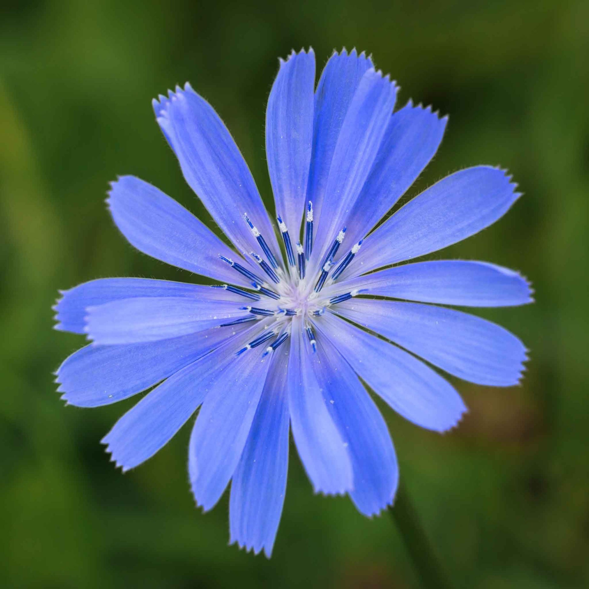 chicory