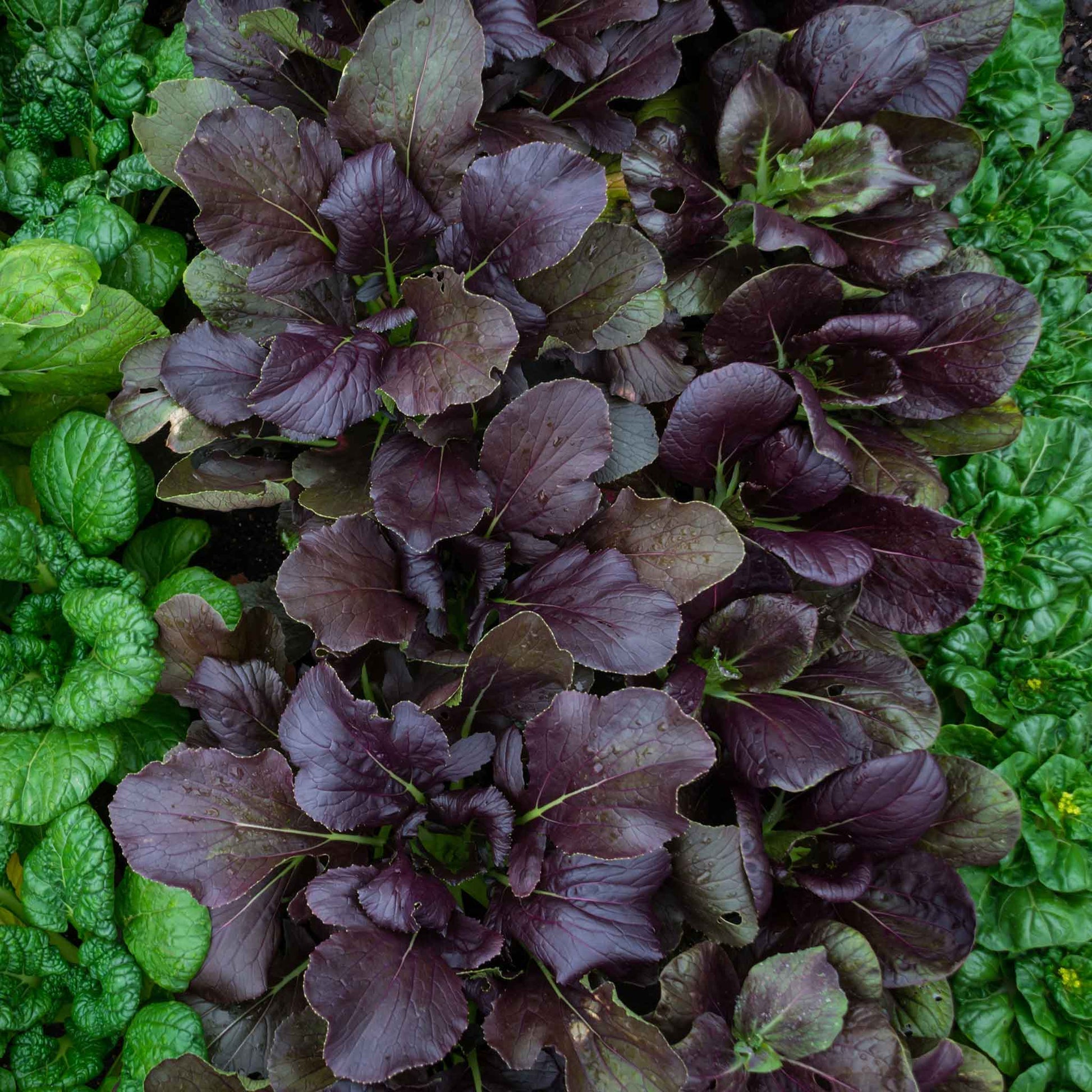 planting chinese cabbage seeds Chinese Cabbage Seeds - Pak Choy Red Inferno | Vegetable Seeds in Packets & Bulk