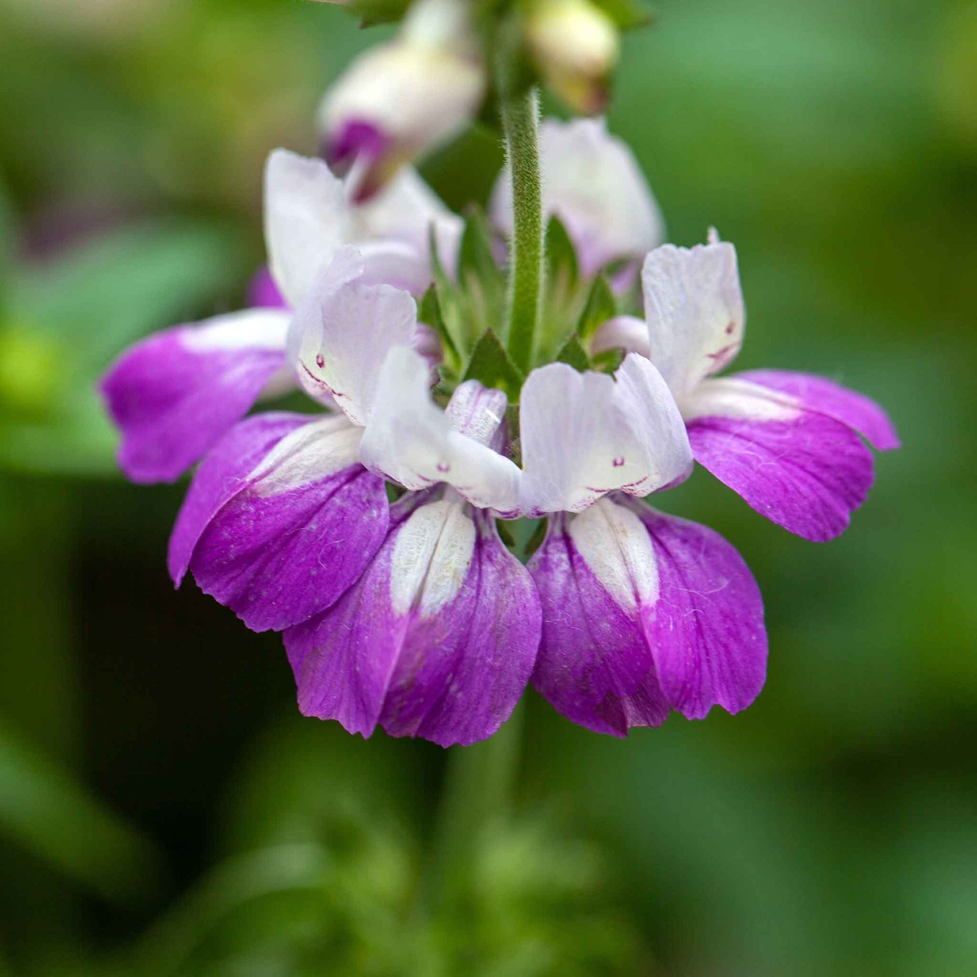 unusual flower seeds Bulk Chinese Houses Seeds