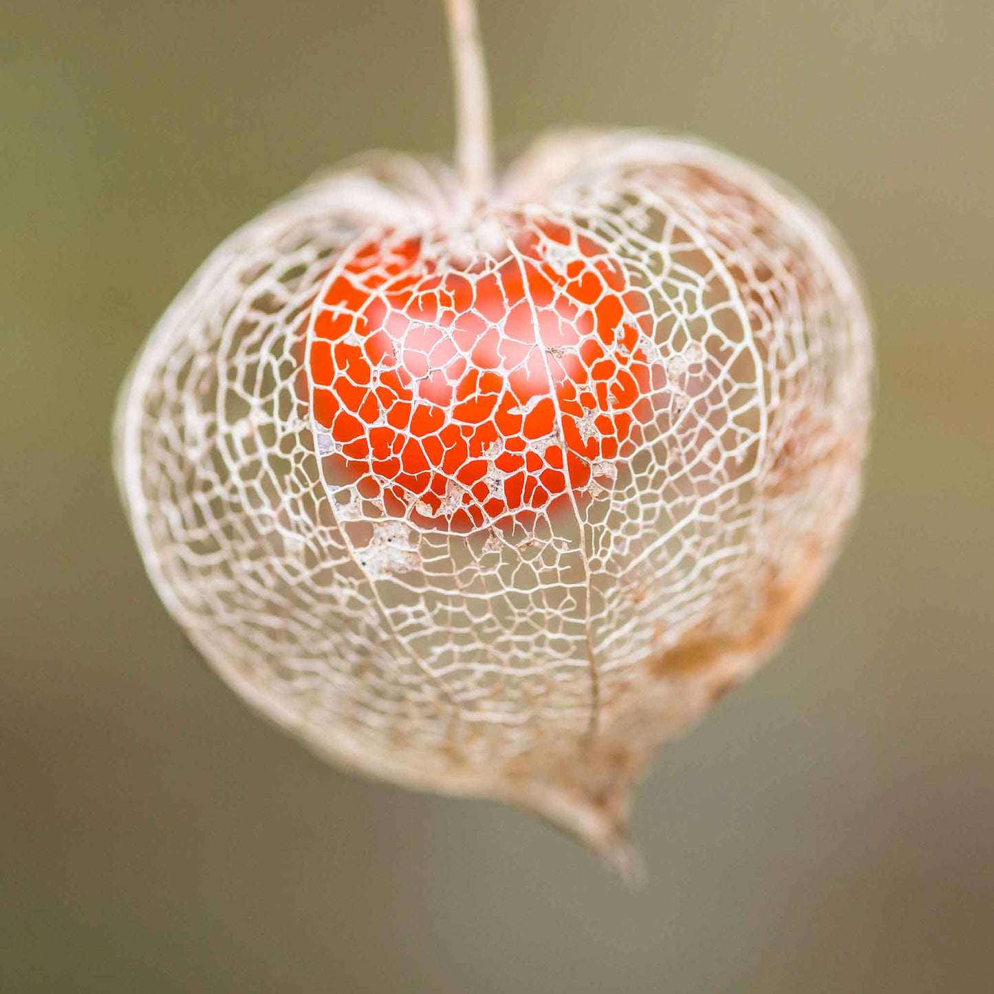 chinese lantern plant seeds Bulk Chinese Lantern Seeds