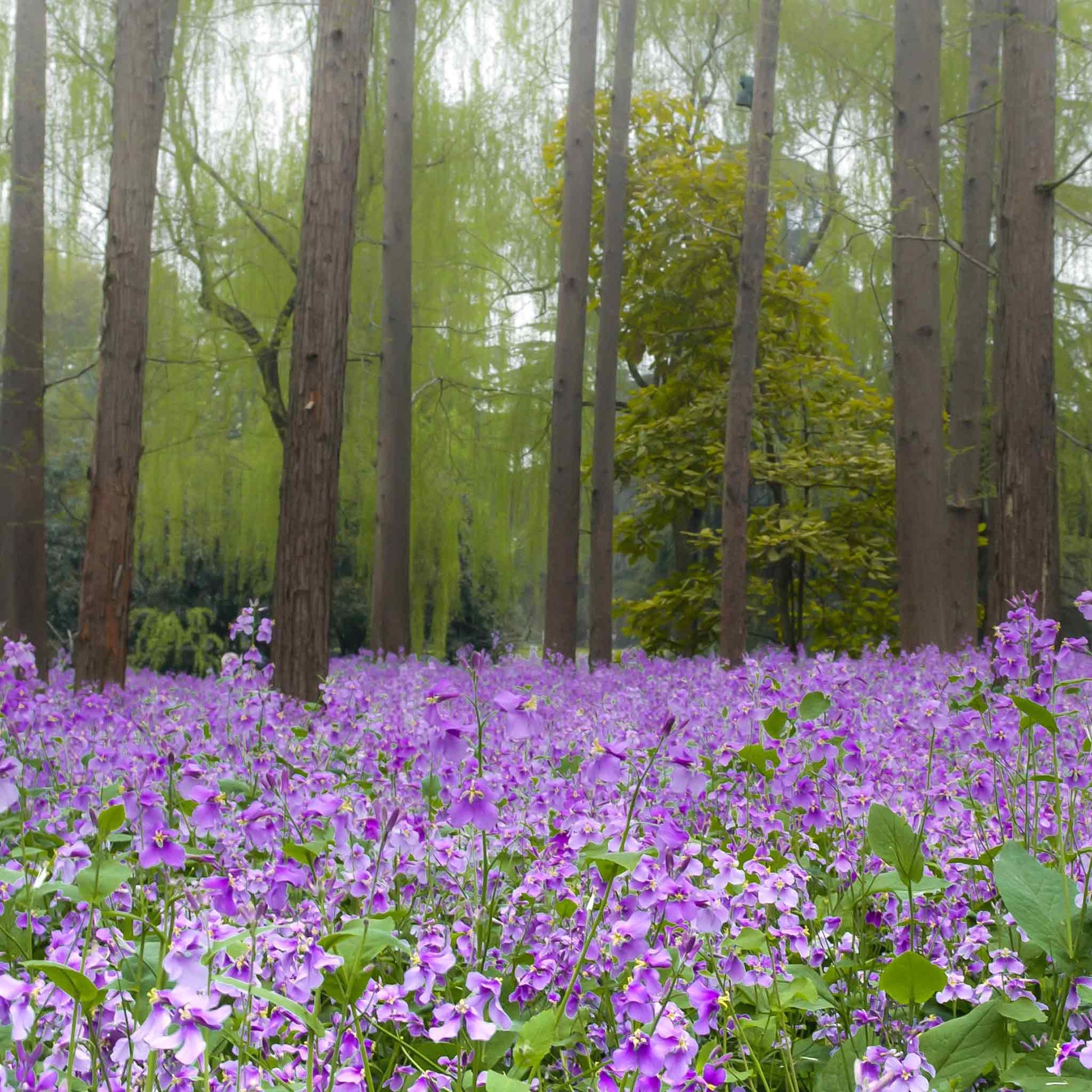 violet plant seeds Chinese Violet Cress Seeds | Flower Seeds