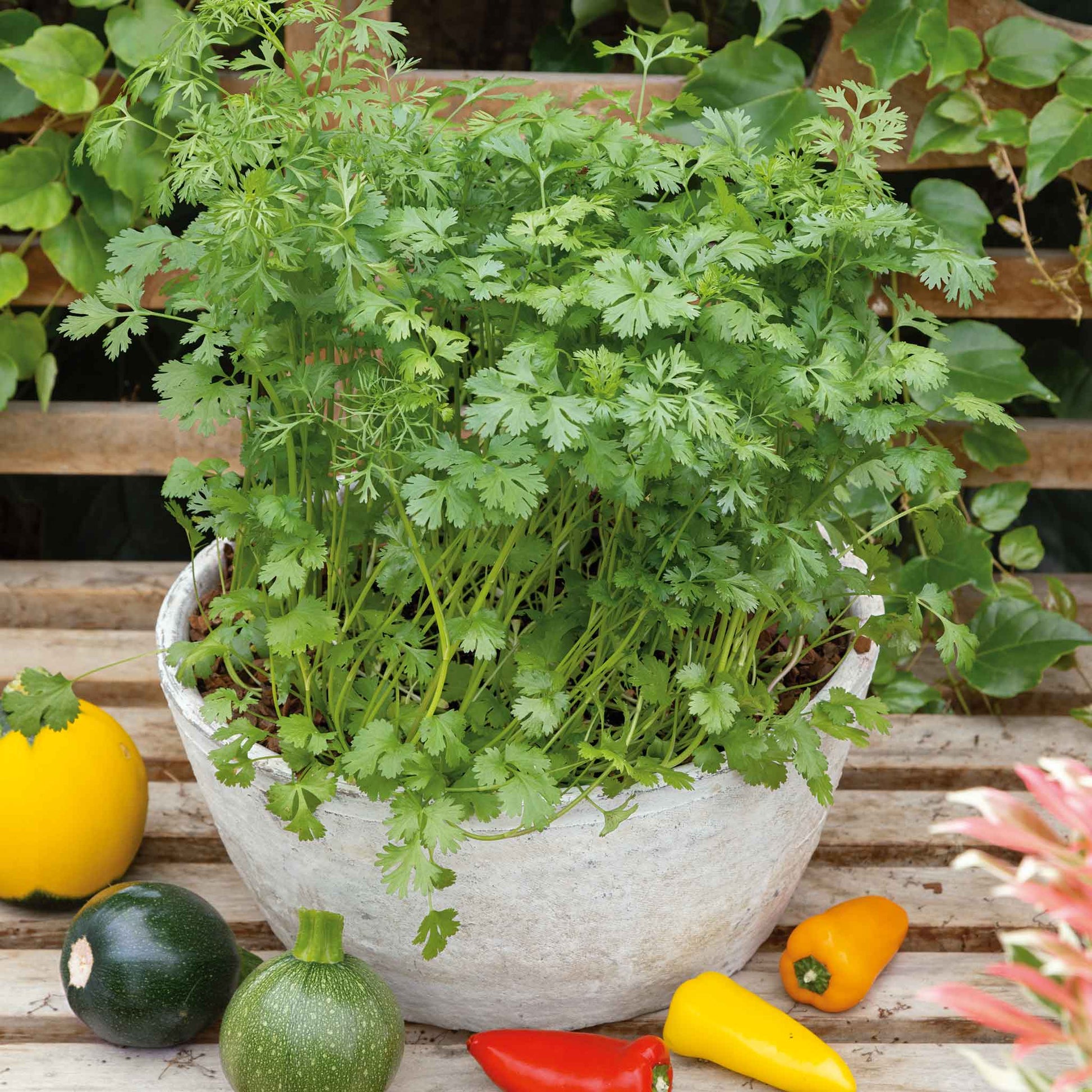 coriander seeds for planting Bulk Cilantro/Coriander Seeds - Leisure