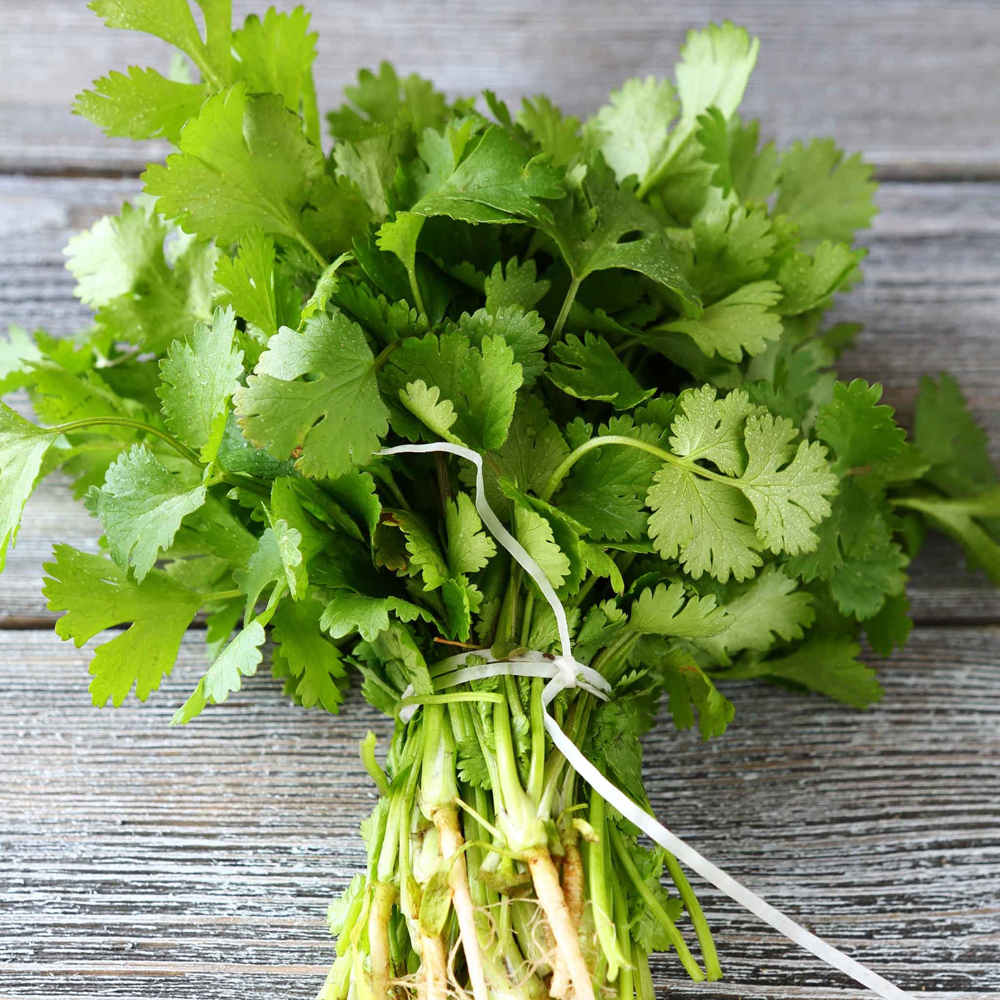 coriander seeds plant Bulk Cilantro/Coriander Seeds