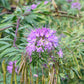 cleome rocky mountain beeplant