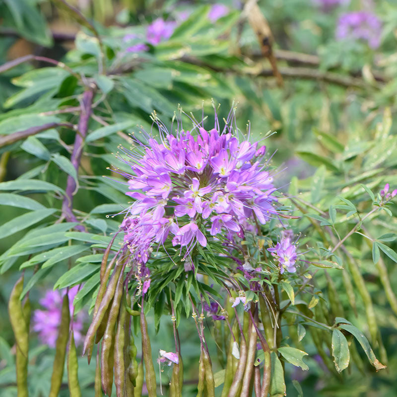 cleome rocky mountain beeplant