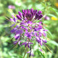 cleome rocky mountain beeplant