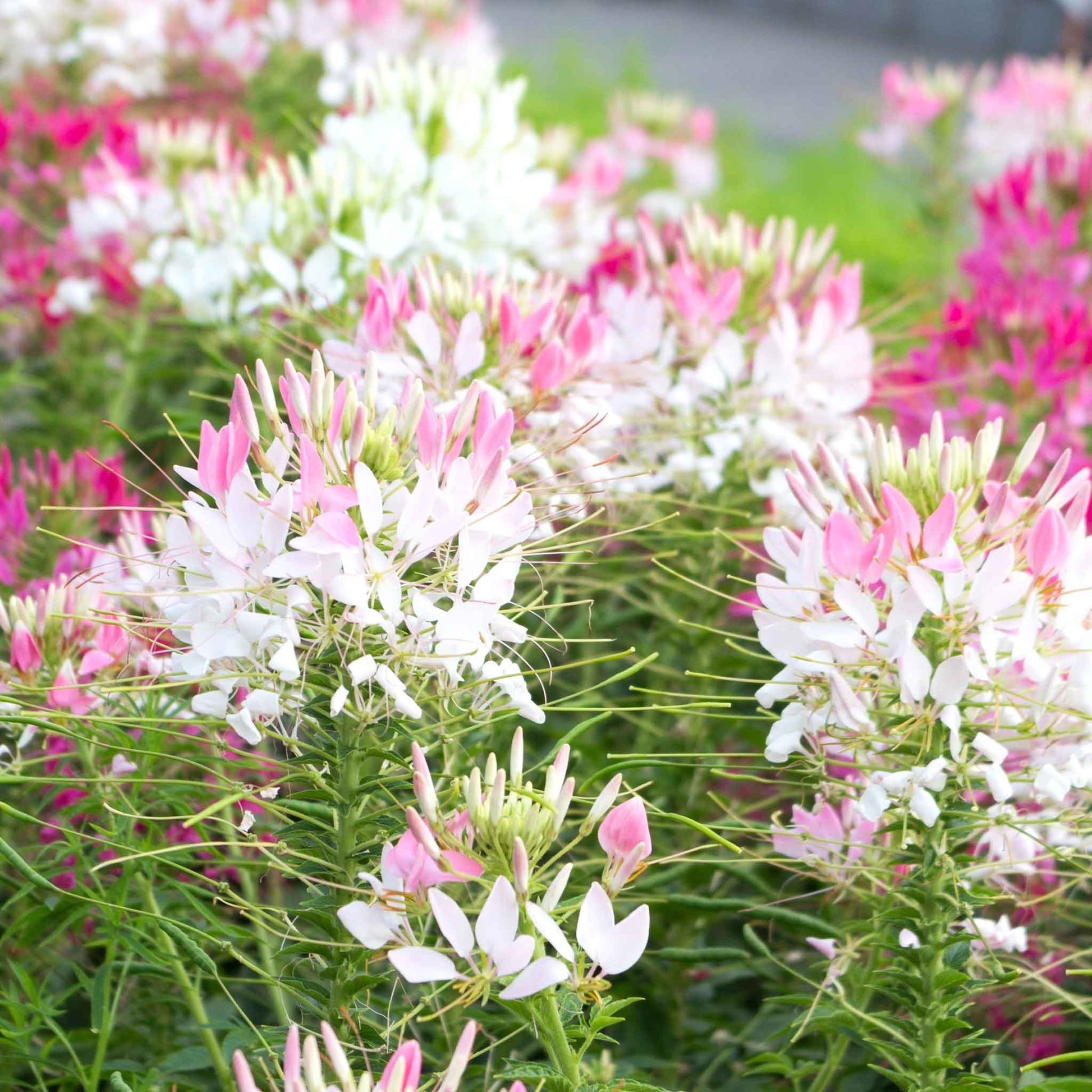 cleome sparkler blush