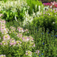 cleome sparkler blush