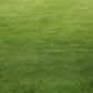 Grass field of microgreen clover