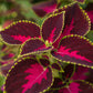 coleus chocolate covered cherry