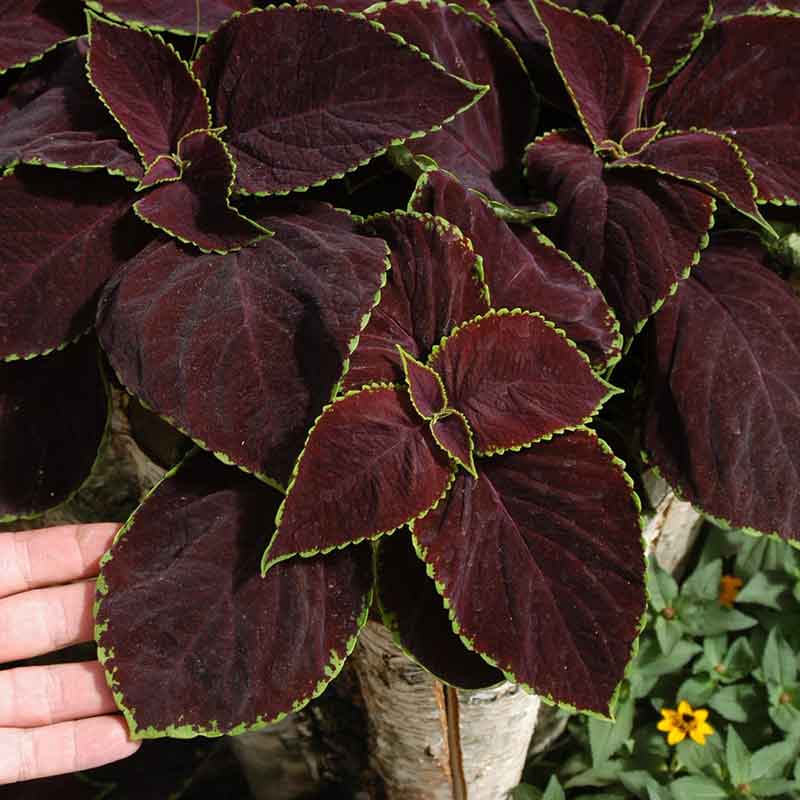 coleus chocolate mint