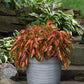 coleus coral candy