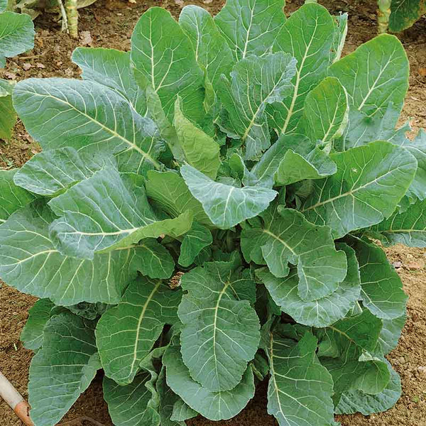 plant collard green seeds Bulk Collard Seeds - Georgia Southern