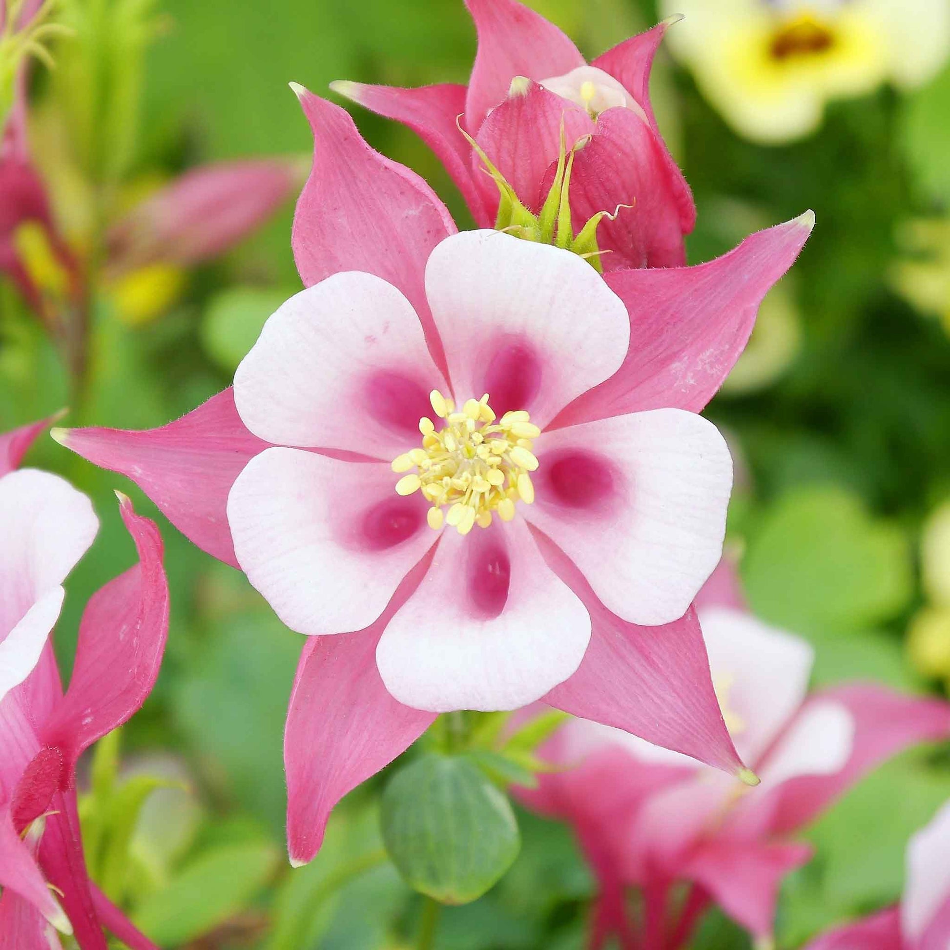 columbine flower seeds for sale Bulk Columbine Seeds - Rose Star