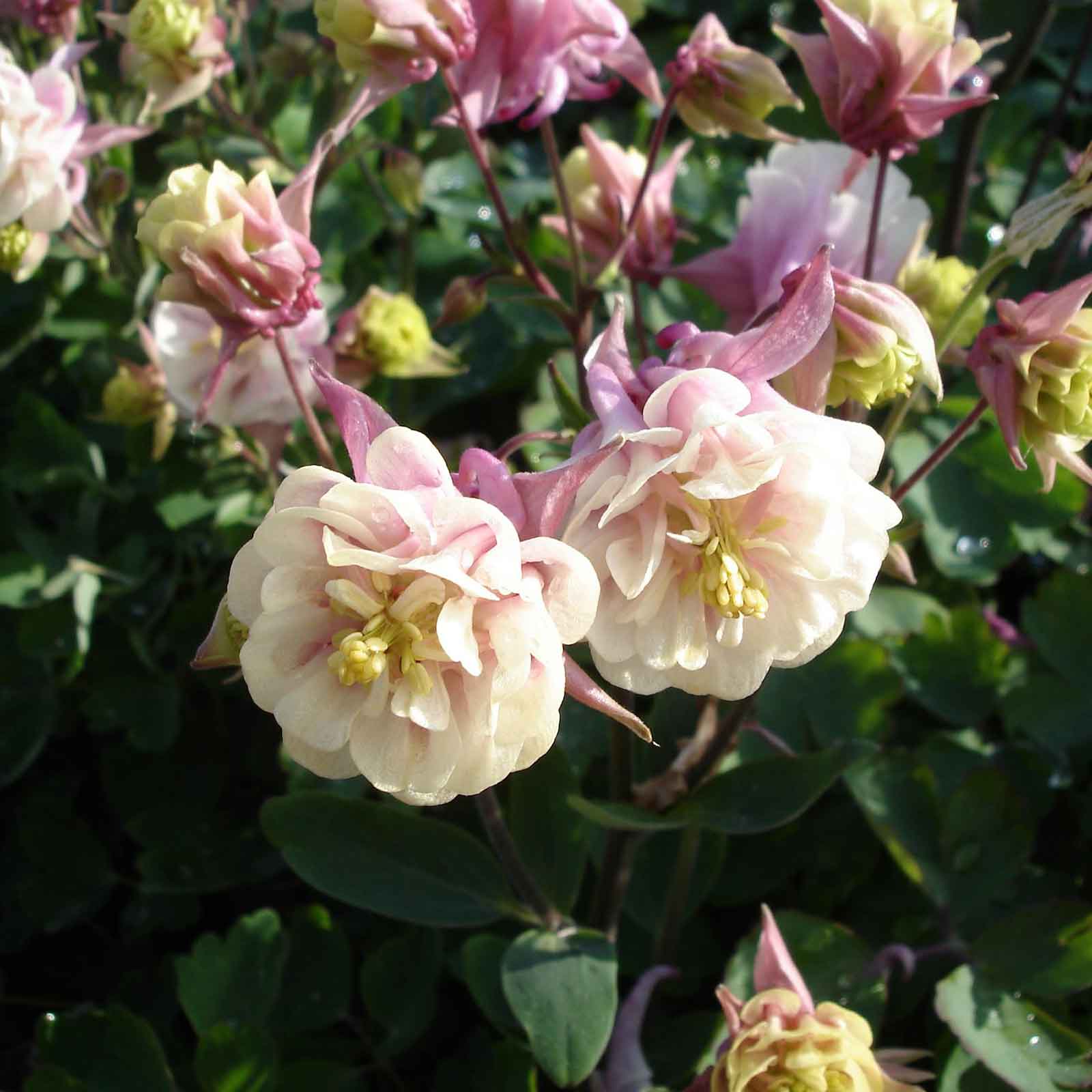 columbine winky double rose white