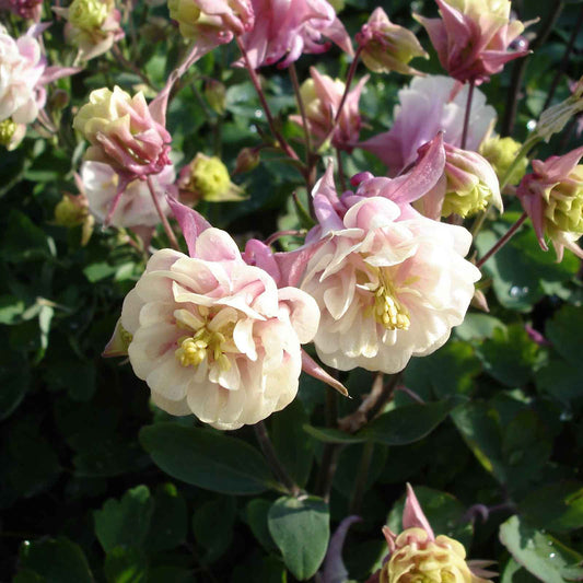 columbine winky double rose white