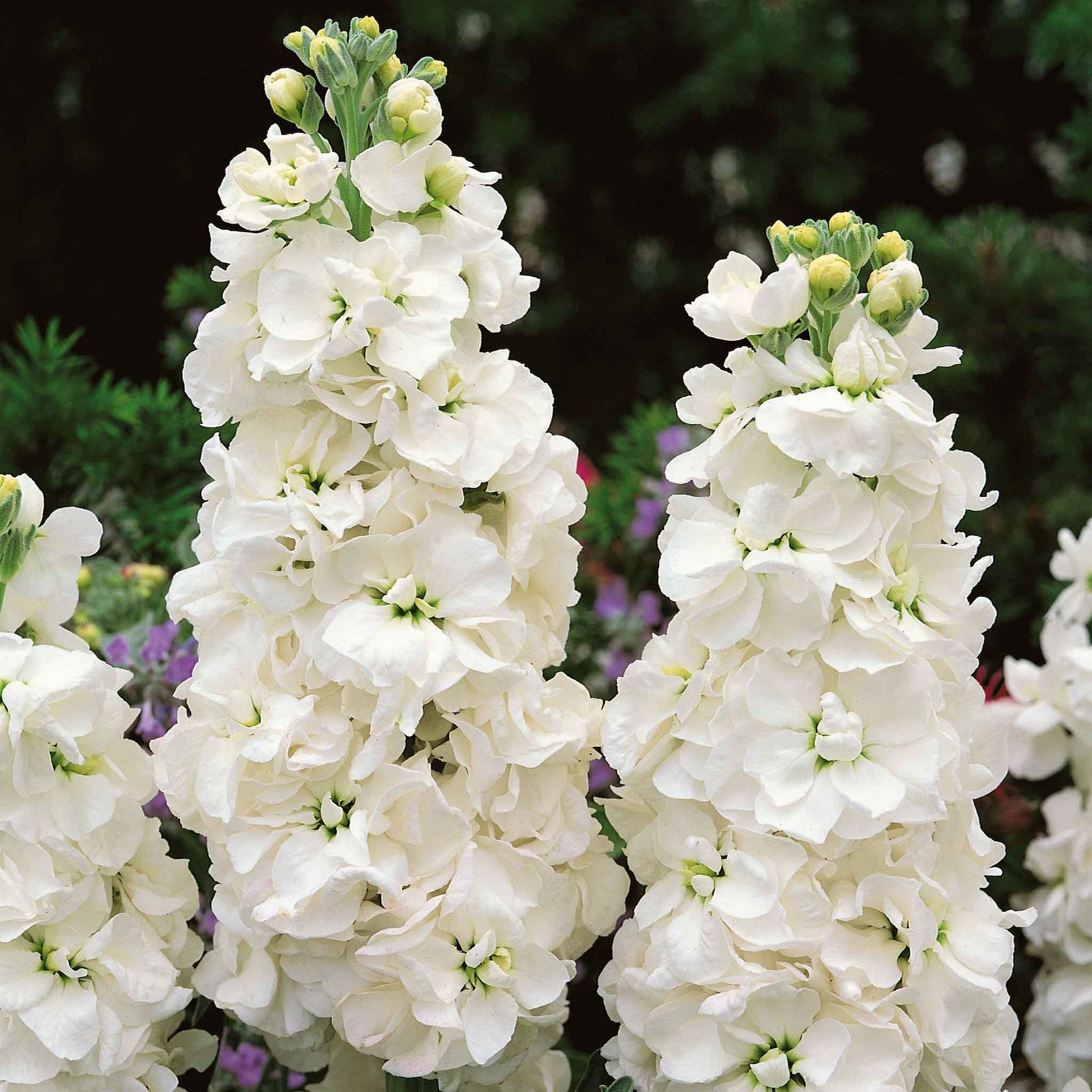 stock flower seed Column Stock Seeds - White Goddess | Flower Seeds