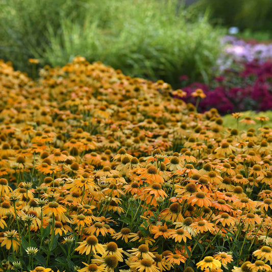coneflower artisan yellow ombre